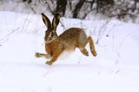 Внимание! 8 февраля в Волгоградской области завершается сезон охоты на зайца-русака.