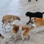 Опасность собачьих стай и ответственность хозяина за нападение животного