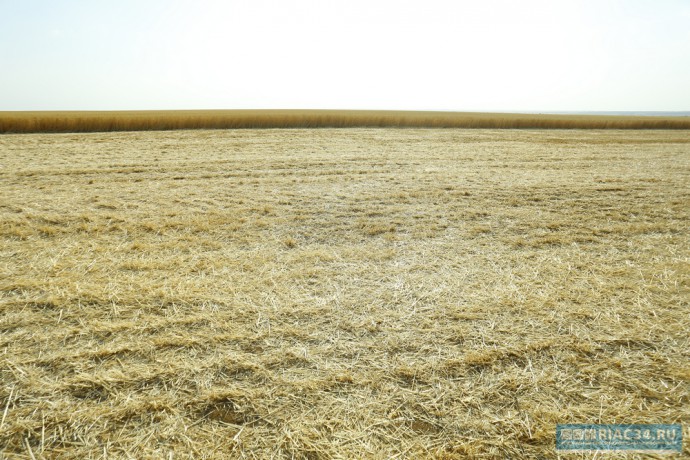 В Волгоградской области собран первый миллион тонн зерна