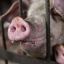 Ситуация по заболеванию животных африканской чумой свиней